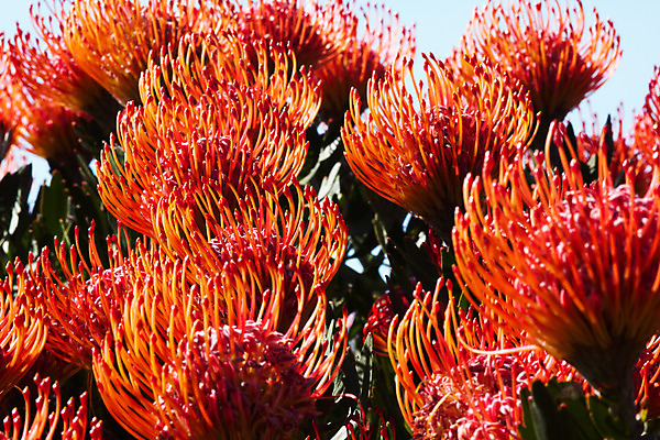 포토 JPG 해외이미지 나무 식물 계절 꽃잎 꽃 분홍색 백그라운드 잎 오렌지 자연 왕관 사람없음 가로 빨간색 초록색 여름 머리 정원 사진촬영 활발 벚꽃 붓 화려 가장자리 은색 설탕 내추럴 꽃수술 남아프리카 이국적 해외202004 해외포토 컬러 컨셉 과일 아프리카 신체부위 촬영 둘레 생태계 파일형식 이미지허브