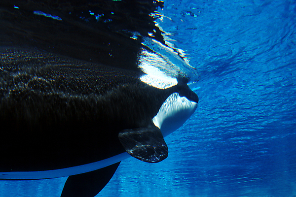 포토 JPG 해외이미지 동물 바다 포유류 표면 종류 사람없음 파란색 반사 머리 수중 수영 놀람 큼 고래 다이빙 지느러미 수족관 멸종 해외202004 해외포토 감정 컬러 표정 신체부위 수중동물 수상스포츠 크기 수중스포츠 파일형식 이미지허브