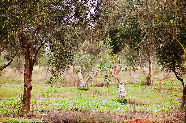 포토 JPG 해외이미지 나무 식물 구름 지구 여행 밭 농업 자연 하늘 이야기 풍경 사람없음 야외 초록색 여름 파란색 환경 맑음 성경 흙 골동품 바위 나뭇가지 시골 역사 숲 큼 지중해 올리브 장면 남쪽 내추럴 고립 예루살렘 옛날 이스라엘 해외202004 해외포토 자연요소 계절 열매 산업 바다 컬러 종교용품 날씨 돌_바위 크기 방향 생태계 서아시아 파일형식 이미지허브