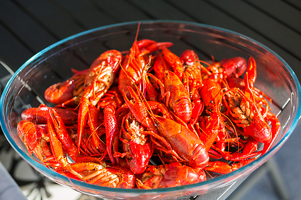 포토 JPG 해외이미지 동물 음식 바다 백그라운드 다이어트 조개 함께함 건강 갑각류 이야기 요리 사람없음 가로 빨간색 파티 쌓기 식사 저녁식사 껍질 뜨거움 그룹 가재 바닷가재 다발 먹기 가득함 해산물 준비 매움 점심식사 삶기 식품점 집게발 많음 해외202004 해외포토 컬러 컨셉 모션 어패류 이벤트 상점 맛 파일형식 이미지허브