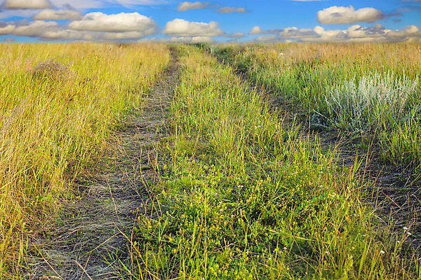 포토 JPG 해외이미지 식물 구름 계절 도로 길 백그라운드 농업 자연 하늘 날씨 풍경 사람없음 야외 가로 파란색 농작물 햇빛 농장 노란색 환경 침묵 자유 수확 시골 황금 땅 밀 장면 폭풍 수평선 해외202004 해외포토 자연요소 산업 컬러 컨셉 교통시설 곡류 태양 소리 생태계 파일형식 이미지허브