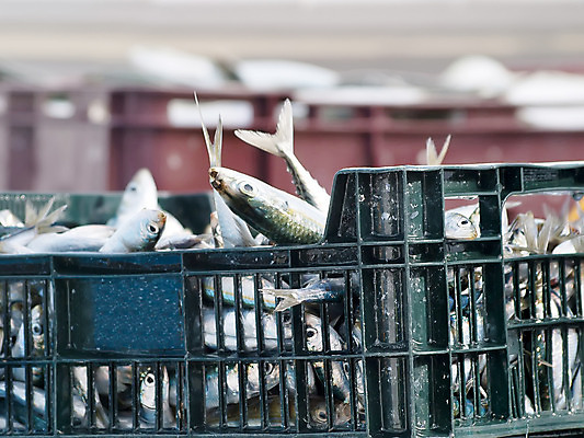 포토 JPG 해외이미지 음식 바다 낚시 건강 저울 어류 사람없음 파란색 태양 맑음 회색 신선 잡기 시장 상품 어부 지중해 꼬리 낚시꾼 지역 해외202004 해외포토 자연요소 직업 컬러 모션 레저 날씨 수중동물 파일형식 이미지허브