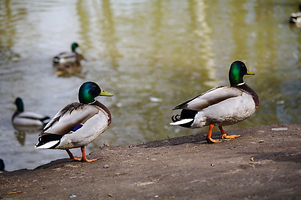 포토 JPG 해외이미지 동물 공원 여자 남자 호수 음료 야생동물 백그라운드 날개 자연 조류 오리 풍경 사람없음 야외 초록색 물 여름 파란색 빛 강 컬러풀 햇빛 반사 갈색 노란색 수영 봄 흰색 아기 연못 깃털 부리 물새 청둥오리 내추럴 해외202004 해외포토 자연요소 계절 공공시설 컬러 사람 태양 수상스포츠 생태계 파일형식 이미지허브