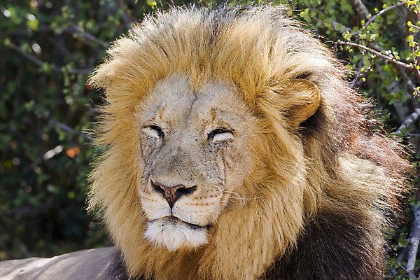 포토 JPG 해외이미지 동물 야생동물 포유류 아프리카 자연 수염 털 자 사람없음 고양이 힘 입 치아 위험 사자 큼 왕 사파리 육식동물 5 갈기 사냥꾼 육식 사자자리 표범 리갈 왕국 웅장함 힘찬 해외202004 해외포토 직업 나라 컨셉 문구용품 신체부위 반려동물 숫자 별자리 소화기관 크기 생태계 파일형식 이미지허브