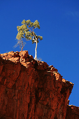 포토 JPG 해외이미지 나무 모래 산 사람없음 빨간색 골짜기 계곡 사막 호주 고독 정상 아래 언덕 혼자 해외202004 해외포토 식물 감정 컬러 자연 오세아니아 방향 위치 파일형식 이미지허브