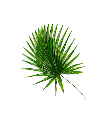 포토 JPG 해외이미지 나무 식물 아이콘 줄기 백그라운드 잎 패턴 곡선 부분 자연 숙이기 손바닥 사람없음 초록색 여름 스파 성장 흰색 나뭇가지 숲 작음 심볼 오브젝트 싱글 아치 코코넛 정맥 고립 해외202004 해외포토 손 계절 선 컬러 포즈 무늬 과일 크기 생태계 혈관 파일형식 이미지허브