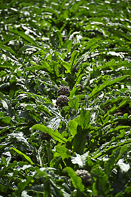 포토 JPG 해외이미지 식물 유럽 음식 백그라운드 잎 농업 다이어트 채소 재료 자연 건강 요리 사람없음 초록색 농장 지구본 정원 요리사 검은색 저녁식사 이탈리아 신선 시장 닫기 맛 지중해 먹기 성분 내추럴 고립 아티초크 채식주의자 해외202004 해외포토 직업 나라 산업 바다 컬러 컨셉 모션 식사 생태계 채식 파일형식 이미지허브