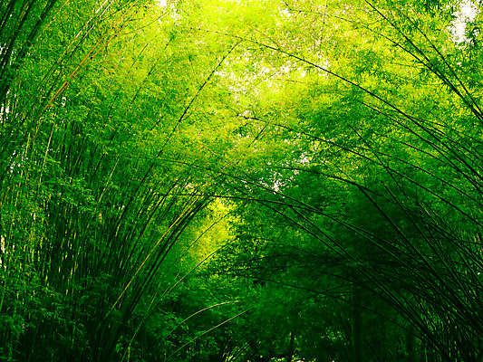 포토 JPG 해외이미지 나무 식물 공원 아시아 문화 선 여행 백그라운드 잎 자연 동양인 풍경 사람없음 야외 목재 초록색 환경 정원 성장 나뭇가지 신선 숲 대나무 내추럴 생태학 해외202004 해외포토 공공시설 교육 나라 컬러 재료 인종 생태계 파일형식 이미지허브