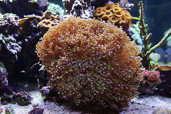 포토 JPG 해외이미지 사람없음 수중 닫기 수족관 해외202004 해외포토 모션 파일형식 이미지허브