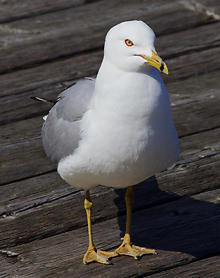 포토 JPG 해외이미지 응시 날개 갈매기 조류 사람없음 머리 놀람 회색 흰색 표현 관찰 반지 닫기 은색 검색 호기심 의심 계산서 해외202004 해외포토 동물 시선 감정 컬러 컨셉 장신구 모션 표정 신체부위 파일형식 이미지허브