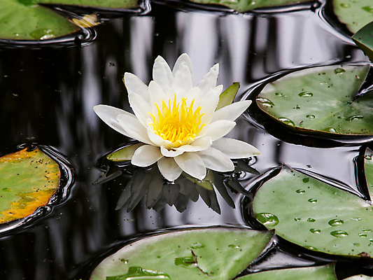 포토 JPG 해외이미지 식물 계절 공원 꽃잎 꽃 백그라운드 잎 꽃무늬 자연 연꽃 사람없음 야외 초록색 물 여름 반사 노란색 환경 정원 검은색 벚꽃 흰색 물방울 연못 신용카드 투명 개화 백합 명상 엽서 고립 이국적 진짜 해외202004 해외포토 자연요소 공공시설 컬러 무늬 금융 편지 생태계 파일형식 이미지허브