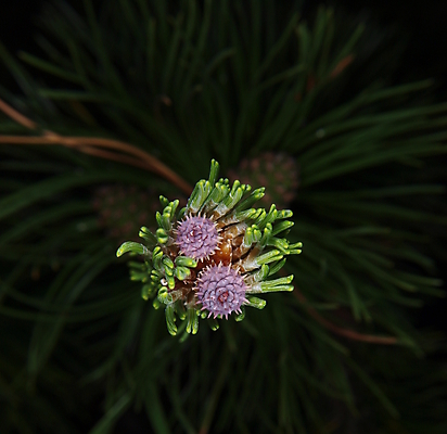 포토 JPG 해외이미지 나무 식물 전통 계절 백그라운드 자연 휴가 프레임 씨앗 사람없음 야외 목재 장식 초록색 파란색 갈색 보라색 성장 나뭇가지 신선 소나무 개화 숲 수분 상록수 침엽수 전나무 리빙 내추럴 생태학 해외202004 해외포토 교육 꽃 컬러 재료 생태계 파일형식 이미지허브