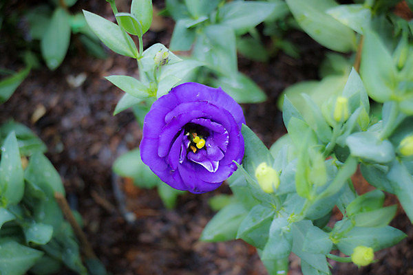 포토 JPG 해외이미지 식물 디자인 꽃잎 꽃 백그라운드 꽃무늬 자연 휴가 발렌타인데이 선물 사랑 사람없음 여름 장미 정원 보라색 봄 벚꽃 신선 신용카드 화려 제비꽃 심볼 묘사 아로마 부드러움 내추럴 특별함 파스텔톤 해외202004 해외포토 계절 감정 컬러 컨셉 무늬 데이이벤트 금융 감각 생태계 파일형식 이미지허브
