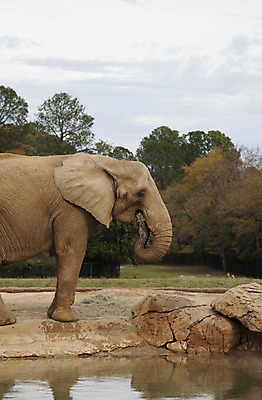 포토 JPG 해외이미지 동물 야생동물 여행 포유류 자연 휴가 코끼리 사람없음 야외 갈색 힘 거친 황무지 위험 큼 위협 사파리 피부 상아 멸종 케냐 무거움 가나 나미비아 나이지리아 동물상 말리 보츠와나 사바나 앙골라 어려움 에티오피아 잠비아 카메룬 콩고 생존 해외202004 해외포토 나라 컬러 컨셉 아프리카 신체부위 조형물 무게 크기 생태계 남아프리카 파일형식 서아프리카 이미지허브