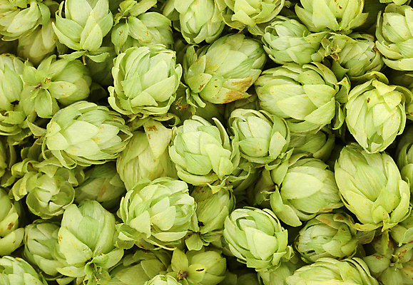 포토 JPG 해외이미지 실내 사람없음 여러개 가득함 해외202004 홉 해외포토 식물 다수 내부 파일형식 이미지허브