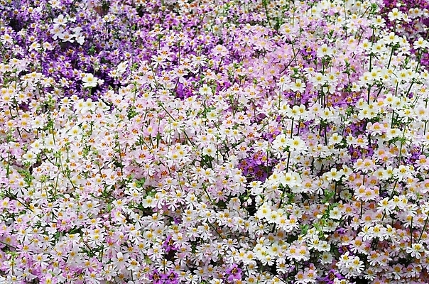 포토 JPG 해외이미지 식물 꽃 분홍색 나비 유리 주택 사람없음 장식 빨간색 초록색 컬러풀 머리 봄 성장 오픈 개화 난초 우아함 가난 원예 번짐 부드러움 이국적 해외202004 해외포토 계절 컬러 곤충 컨셉 재질 취미 건물 신체부위 감각 파일형식 효과 이미지허브