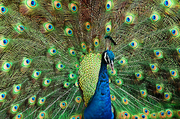 포토 JPG 해외이미지 동물 남자 야생동물 백그라운드 패턴 신체 자연 조류 동물원 사람없음 초록색 파란색 컬러풀 노란색 머리 활발 펼침 원형 의식 우아함 공작 전시회 깃털 꼬리 부리 목 보여주기 웅장함 해외202004 해외포토 도형 컬러 컨셉 무늬 모션 사람 신체부위 전시 생태계 파일형식 이미지허브