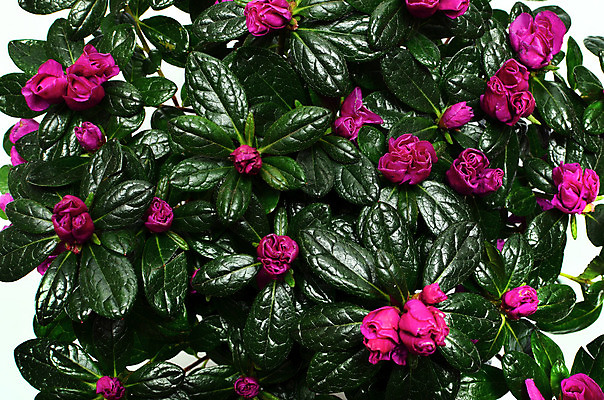 포토 JPG 해외이미지 나무 식물 꽃잎 꽃 줄기 분홍색 꽃다발 백그라운드 잎 꽃무늬 자연 사람없음 장식 가로 빨간색 초록색 보라색 봄 활발 성장 벚꽃 신선 개화 4월 진달래 관목 묘사 원예 상록수 남쪽 꽃수술 해외202004 해외포토 계절 컬러 컨셉 무늬 취미 날짜 방향 생태계 파일형식 이미지허브