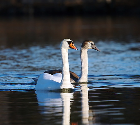 포토 JPG 해외이미지 주간 호수 두마리 사람없음 야외 백조 해외202004 해외포토 자연요소 2 조류 파일형식 이미지허브