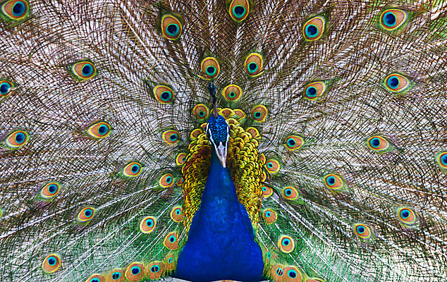 포토 JPG 해외이미지 동물 남자 야생동물 신체 자연 조류 동물원 사람없음 초록색 파란색 컬러풀 활발 원형 공작 깃털 꼬리 부리 해외202004 해외포토 도형 컬러 컨셉 사람 생태계 파일형식 이미지허브