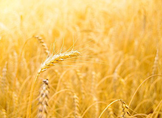 포토 JPG 해외이미지 식물 음식 빵 줄기 백그라운드 밭 농업 자연 프레임 옥수수 씨앗 풍경 사람없음 야외 가로 여름 농작물 햇빛 태양 농장 노란색 일몰 수확 성장 시골 황금 낟알 시리얼 밀 가득함 유기농 장면 결 스파이크 밀짚 숙성 호밀 세련 해외202004 해외포토 자연요소 웰빙 계절 산업 컬러 무늬 곡류 노을 짚 생태계 파일형식 이미지허브