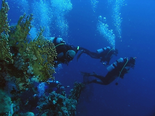 포토 JPG 해외이미지 식물 동물 야생동물 자연 표면 어류 사람없음 물 반사 수중 투명 스노클링 산호 잠수부 다이빙 암초 동물상 해외202004 해외포토 자연요소 조형물 수영 수중동물 수상스포츠 자포동물 전문직 생태계 수중스포츠 파일형식 이미지허브