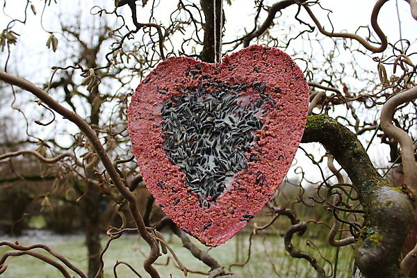 포토 JPG 해외이미지 나무 계절 자연 조류 발렌타인데이 사랑 사람없음 정원 하트 마음 버드나무 1월 내추럴 2월 해외202004 해외포토 모양 식물 동물 감정 데이이벤트 날짜 생태계 파일형식 이미지허브