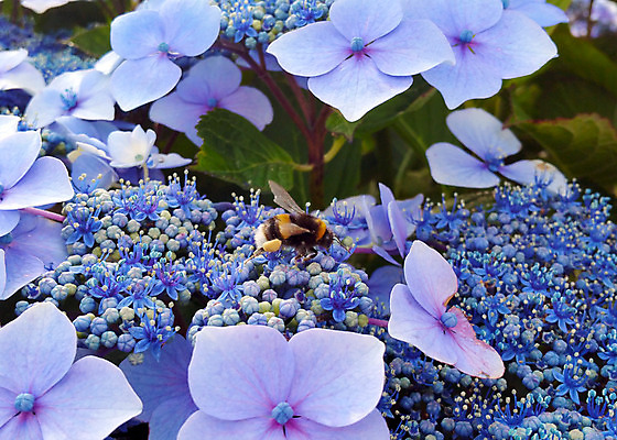 포토 JPG 해외이미지 식물 꽃잎 꽃 야생동물 곤충 백그라운드 잎 오렌지 자연 털 사람없음 야외 여름 노란색 검은색 침묵 봄 줄무늬 들꽃 벚꽃 흰색 벌레 말벌 작음 수분 벌 수집 묘사 싱글 바쁨 꽃가루 꿀 솜털 해외202004 해외포토 동물 계절 컬러 무늬 과일 소리 벌_곤충 크기 가루 생태계 파일형식 이미지허브