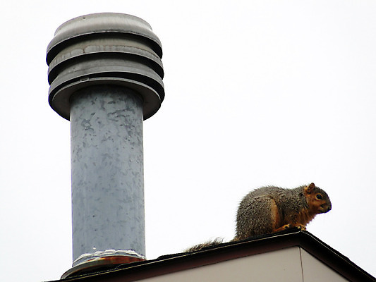 포토 JPG 해외이미지 동물 야생동물 포유류 자연 지붕 털 굴뚝 앉기 사람없음 야외 여름 갈색 회색 설치류 모피 꼬리 다람쥐 내추럴 해외202004 해외포토 계절 컬러 모션 생태계 파일형식 이미지허브