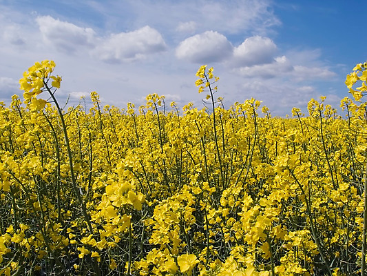 포토 JPG 해외이미지 식물 백그라운드 밭 하늘 씨앗 풍경 사람없음 초록색 파란색 연료 해외202004 해외포토 컬러 농업 파일형식 이미지허브