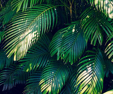 포토 JPG 해외이미지 나무 식물 디자인 여행 백그라운드 컨셉 잎 꽃무늬 패턴 일러스트 자연 벽지 추상 휴가 손바닥 미술 사람없음 장식 초록색 여름 유행 정원 봄 수확 흰색 나뭇가지 직물 숲 인쇄 질감 하와이 코코넛 내추럴 고립 이국적 파라다이스 해외202004 해외포토 손 계절 꽃 컬러 무늬 농업 과일 문화예술 미국 생태계 파일형식 이미지허브