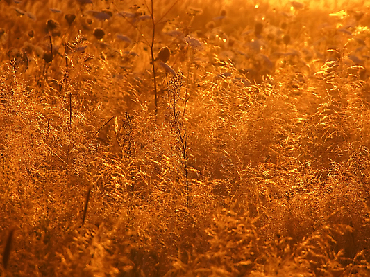 포토 JPG 해외이미지 식물 꽃 줄기 자연 사람없음 초록색 흰색 해외202004 해외포토 컬러 생태계 파일형식 이미지허브