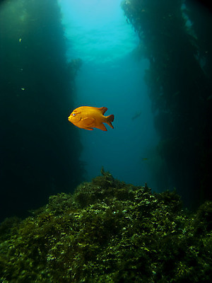 포토 JPG 해외이미지 바다 섬 자연 어류 사람없음 물 수중 미국 캘리포니아 태평양 암초 로스앤젤레스 다시마 가리발디 해외202004 해외포토 자연요소 북아메리카 수중동물 해조류 생태계 위인 정치가 파일형식 이미지허브