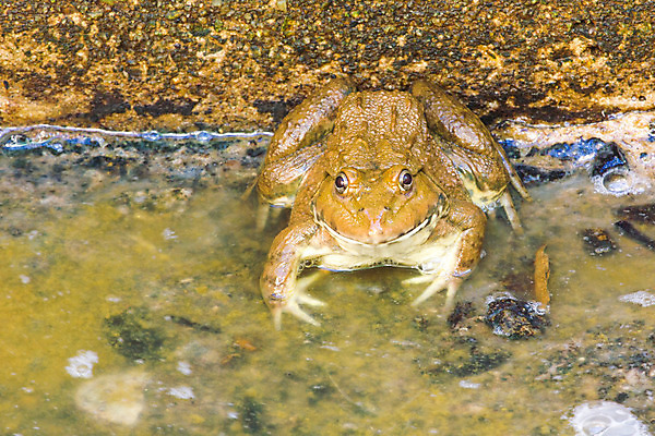 포토 JPG 해외이미지 동물 호수 야생동물 음식 패턴 태국 자연 종류 개구리 양서류 요리 사람없음 초록색 물 농장 갈색 노란색 큼 먹기 황소 동물상 해외202004 해외포토 자연요소 아시아 컬러 무늬 농업 모션 조형물 소 크기 생태계 파일형식 이미지허브