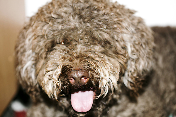 포토 JPG 해외이미지 동물 1 라이프스타일 새끼 음식 백그라운드 포유류 주택 건강 앉기 사람없음 반려동물 갈색 노란색 평화 귀여움 금속 침묵 흰색 사발 황금 개 리트리버 강아지 작음 테리어 먹기 배고픔 잭 송곳니 고립 수유 해외202004 해외포토 컬러 컨셉 모션 재질 건물 생활 소리 사기그릇 치아 크기 파일형식 이미지허브