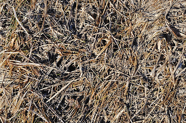 포토 JPG 해외이미지 식물 백그라운드 잎 밭 농업 자연 추상 건조 풍경 잔디 사람없음 야외 농장 농경지 갈색 노란색 환경 봄 시골 죽음 땅 허브 묘사 생태계 질감 내추럴 땅바닥 해외202004 해외포토 계절 산업 컬러 무늬 바닥 파일형식 이미지허브