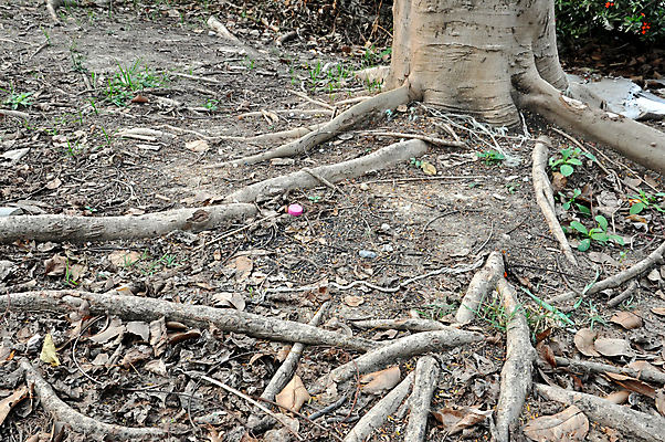 포토 JPG 해외이미지 나무 식물 공원 지구 컨셉 잎 패턴 자연 건조 그림자 이끼 사람없음 야외 목재 초록색 빛 갈색 환경 정원 힘 흙 봄 성장 가을 나뭇가지 숲 큼 유기농 뿌리 먼지 나무껍질 내추럴 땅바닥 생태학 옛날 해외202004 해외포토 웰빙 계절 공공시설 교육 컬러 무늬 재료 바닥 껍질 크기 생태계 파일형식 이미지허브