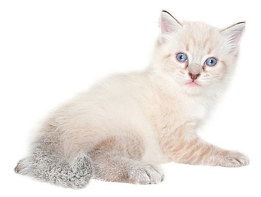 포토 JPG 해외이미지 앉기 사람없음 반려동물 고양이 작음 흰배경 꼬리 노려봄 고립 섬광 해외202004 해외포토 동물 백그라운드 포유류 모션 표정 흰색 크기 파일형식 이미지허브