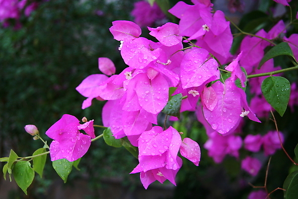 포토 JPG 해외이미지 식물 계절 공원 꽃잎 꽃 분홍색 백그라운드 잎 자연 날씨 사람없음 야외 빨간색 물 여름 환경 정원 보라색 봄 거품 젖음 성장 벚꽃 물방울 신선 액체 이슬 빗방울 질감 내추럴 생태학 해외202004 해외포토 자연요소 공공시설 교육 컬러 비_날씨 생태계 파일형식 이미지허브