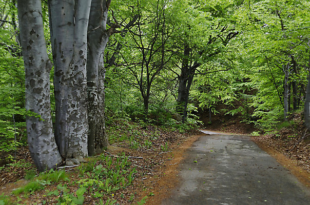 포토 JPG 해외이미지 나무 식물 계절 유럽 도로 길 낙엽 잎 자연 산 파노라마 풍경 사람없음 초록색 여름 환경 활발 숲 오솔길 언덕 그림 방법 불가리아 해외202004 해외포토 나라 컬러 컨셉 교통시설 촬영기법 생태계 파일형식 남유럽 이미지허브