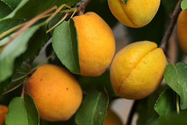 포토 JPG 해외이미지 나무 식물 음식 잎 농업 오렌지 날씨 건강 사람없음 초록색 여름 농장 정원 주스 사막 수확 나뭇가지 신선 달콤 맛 과수원 잼 유기농 오르기 향기 내추럴 마멀레이드 살구 숙성 해외202004 해외포토 웰빙 계절 산업 음료 컬러 컨셉 과일 모션 소스_음식 냄새 파일형식 이미지허브