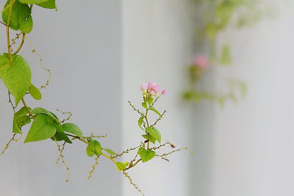 포토 JPG 해외이미지 나무 식물 꽃 길 벽 분홍색 백그라운드 잎 꽃무늬 패턴 자연 벽돌 프레임 사람없음 장식 초록색 여름 정원 봄 성장 흰색 나뭇가지 신선 덩굴 질감 포도나무 아이비 내추럴 콘크리트 해외202004 해외포토 계절 컬러 무늬 과일나무 생태계 파일형식 이미지허브