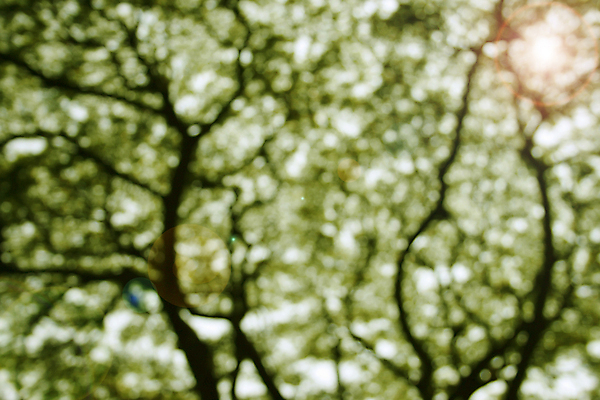 포토 JPG 해외이미지 나무 식물 계절 백그라운드 패턴 자연 불꽃 사람없음 야외 아웃포커스 초록색 여름 빛 컬러풀 햇빛 태양 봄 흰색 원형 소프트포커스 숲 질감 보케 내추럴 블러 생태학 해외202004 해외포토 자연요소 도형 교육 컬러 무늬 불 촬영기법 생태계 파일형식 이미지허브