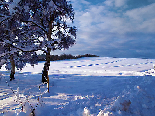 포토 JPG 해외이미지 나무 계절 여행 겨울 자연 하늘 날씨 휴가 풍경 사람없음 야외 가로 냉동 침묵 추위 흰색 시골 황무지 숲 북극 서리 장면 지역 해외202004 해외포토 식물 컬러 소리 극지방 생태계 파일형식 이미지허브