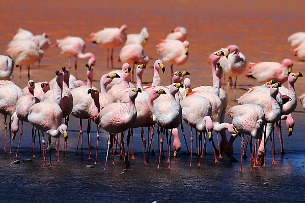 포토 JPG 해외이미지 동물 호수 야생동물 분홍색 백그라운드 날개 자연 조류 산 풍경 사람없음 빨간색 물 컬러풀 머리 미국 흰색 그룹 플라밍고 깃털 부리 소금 칠레 남쪽 내추럴 볼리비아 수유 이국적 전국 해외202004 해외포토 자연요소 컬러 북아메리카 아메리카 신체부위 남아메리카 방향 생태계 파일형식 이미지허브