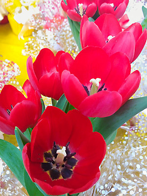 포토 JPG 해외이미지 식물 계절 꽃 꽃다발 백그라운드 꽃무늬 자연 서기 사람없음 빨간색 초록색 컬러풀 태양 봄 활발 튤립 벚꽃 흰색 신선 내추럴 해외202004 해외포토 자연요소 컬러 컨셉 무늬 모션 생태계 파일형식 이미지허브