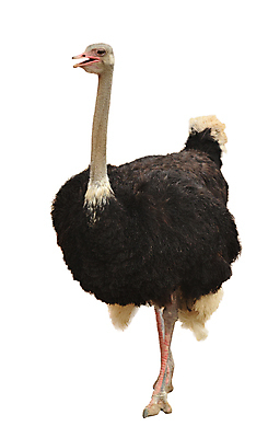 포토 JPG 해외이미지 동물 조류 광고판 서기 사람없음 검은색 흰색 자르기 깃털 타조 고립 동물상 해외202004 해외포토 컬러 모션 알림판 조형물 판 파일형식 이미지허브