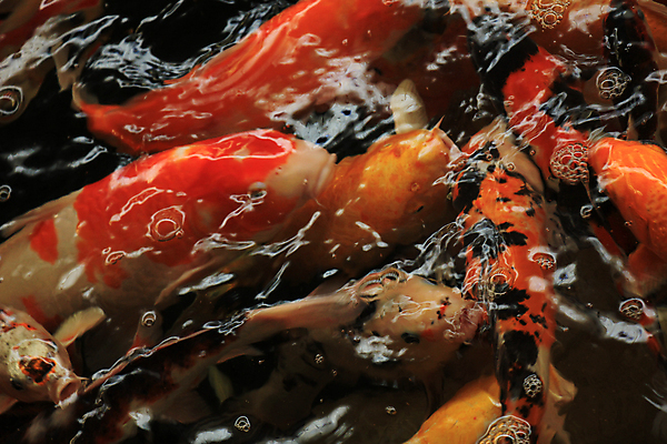 포토 JPG 해외이미지 동물 아시아 선 오렌지 어류 동양인 사람없음 물 반려동물 일본 검은색 수영 흰색 연못 황금 금붕어 수족관 세련 해외202004 해외포토 자연요소 나라 컬러 과일 인종 수중동물 수상스포츠 파일형식 이미지허브