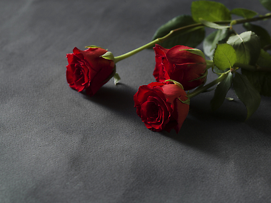 포토 JPG 해외이미지 회색배경 발렌타인데이 사람없음 하이앵글 장미 오브젝트 카피스페이스 해외포토 꽃 뷰포인트 백그라운드 데이이벤트 공백 회색 파일형식 이미지허브