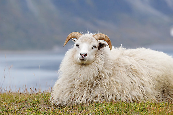 포토 JPG 해외이미지 동물 자연 휴식 염소 털 뿔 사람없음 초록색 흰색 양모 해외202004 해외포토 컬러 컨셉 포유류 직물 생태계 파일형식 이미지허브